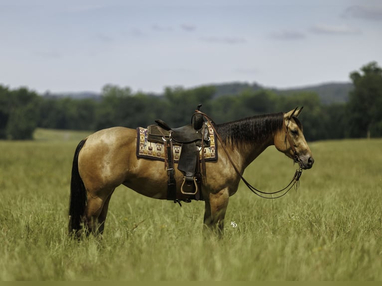 Caballo cuarto de milla Yegua 4 años Buckskin/Bayo in Quitman