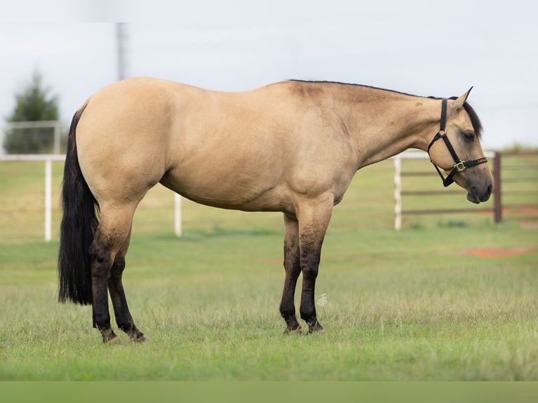 Caballo cuarto de milla Yegua 4 años Buckskin/Bayo in Wayne