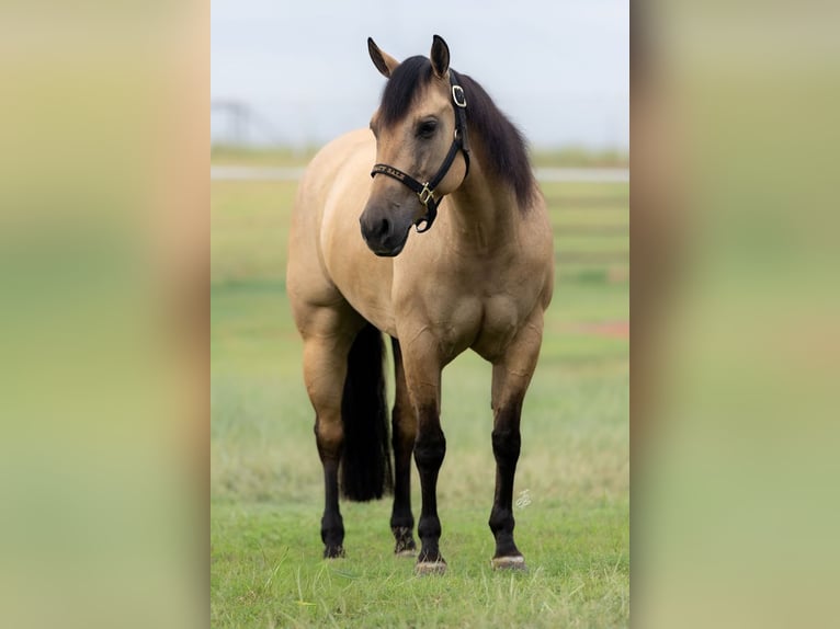 Caballo cuarto de milla Yegua 4 años Buckskin/Bayo in Wayne