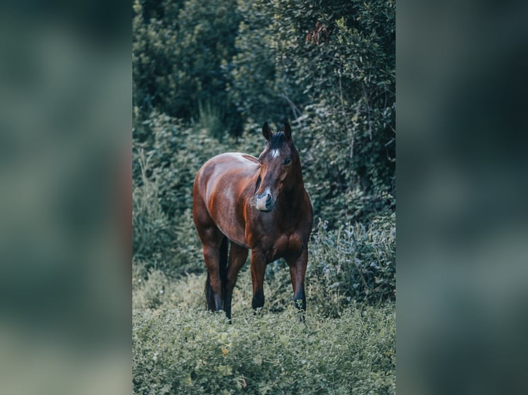 Caballo cuarto de milla Yegua 4 años Castaño oscuro in San Michele Di Serino