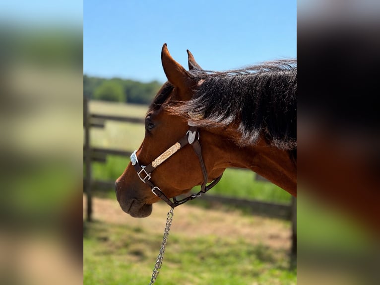 Caballo cuarto de milla Yegua 4 años Castaño in Klausen
