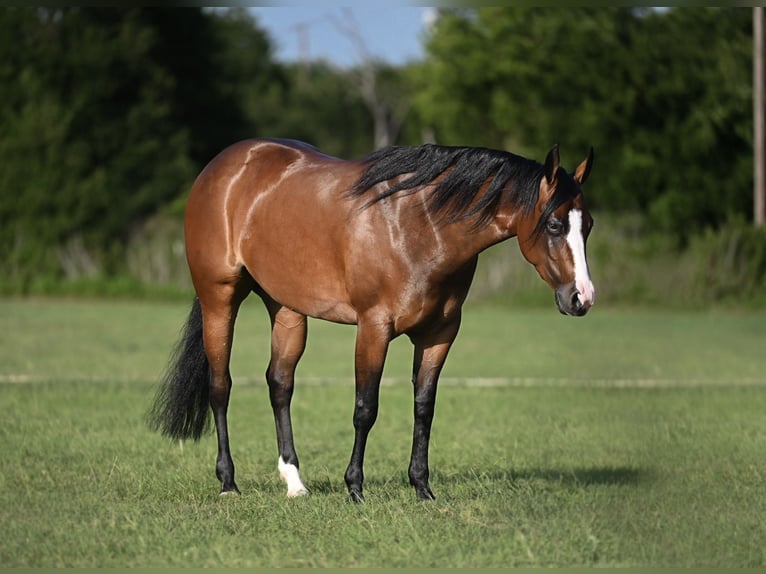 Caballo cuarto de milla Yegua 4 años Castaño rojizo in Waco