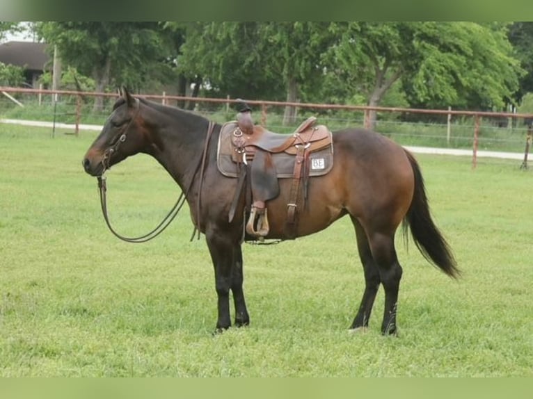 Caballo cuarto de milla Yegua 4 años Castaño rojizo in Dublin