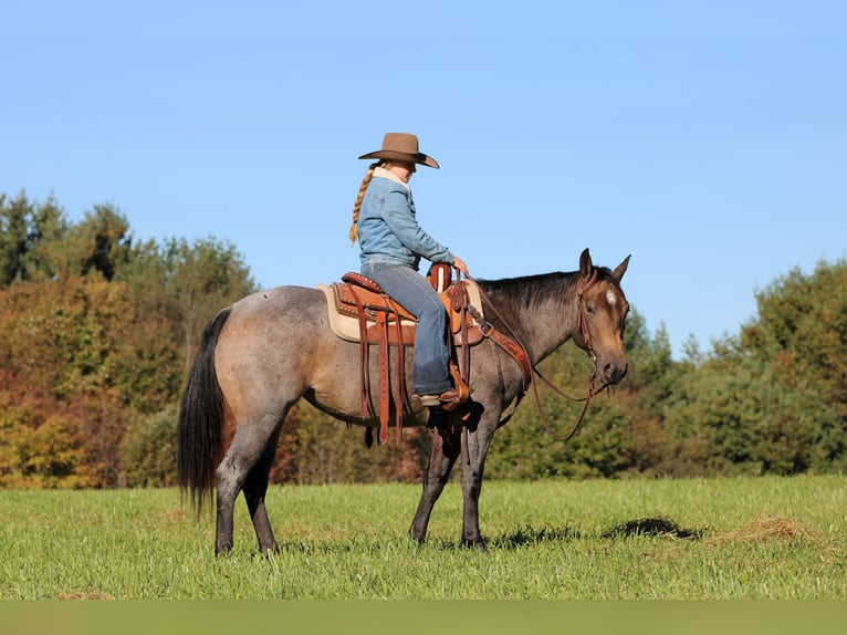 Caballo cuarto de milla Yegua 4 años Castaño-ruano in Clarion