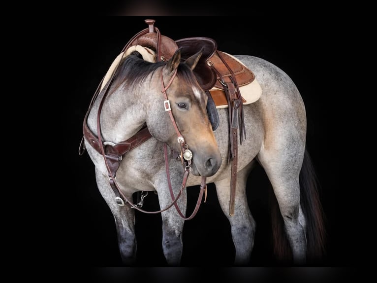 Caballo cuarto de milla Yegua 4 años Castaño-ruano in Clarion