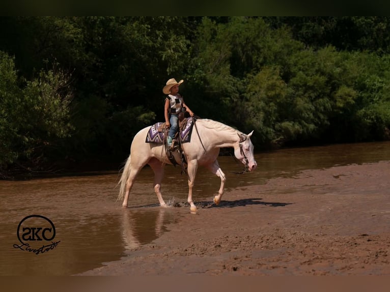 Caballo cuarto de milla Yegua 4 años Cremello in Canyon