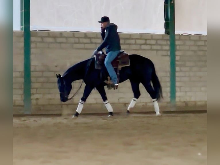 Caballo cuarto de milla Yegua 4 años Negro in Fuchstal