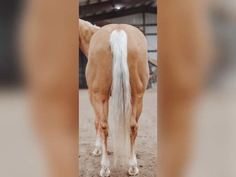 Caballo cuarto de milla Yegua 4 años Palomino in Knox IN