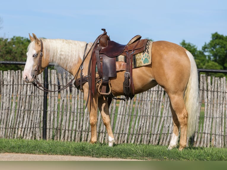 Caballo cuarto de milla Yegua 4 años Palomino in Rusk