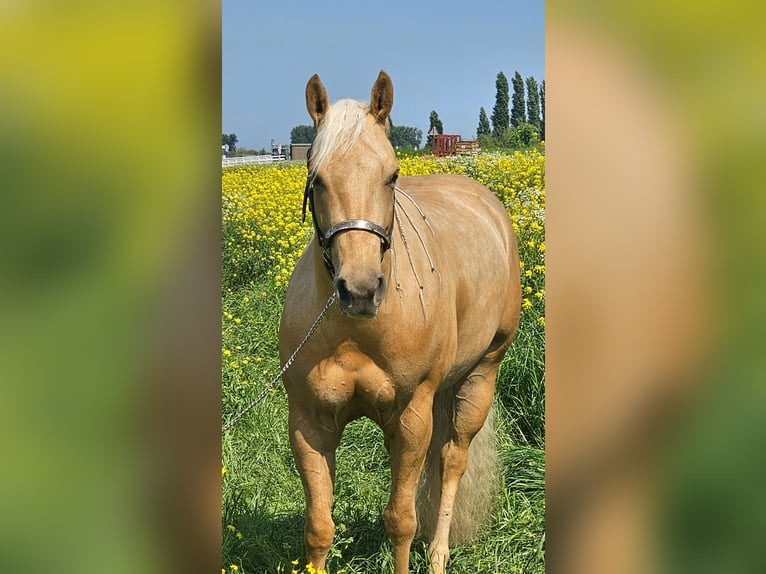 Caballo cuarto de milla Yegua 4 años Palomino in Moordrecht