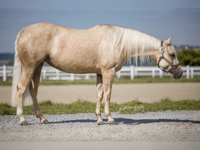 Caballo cuarto de milla Yegua 4 años Palomino in Moosthenning
