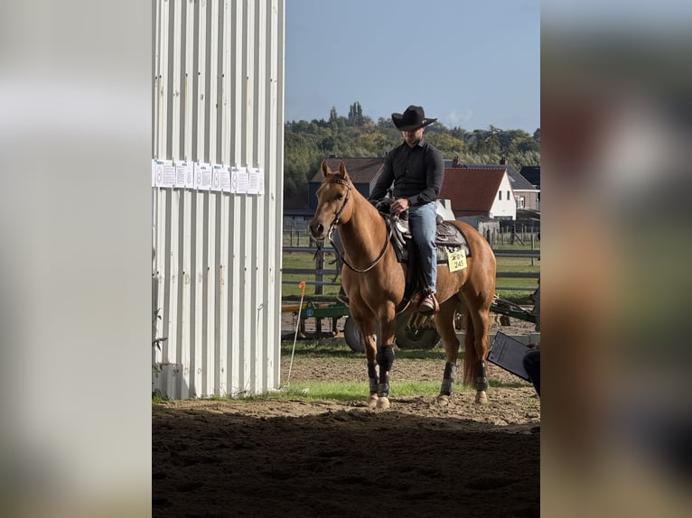Caballo cuarto de milla Yegua 4 años Red Dun/Cervuno in Schoondijke