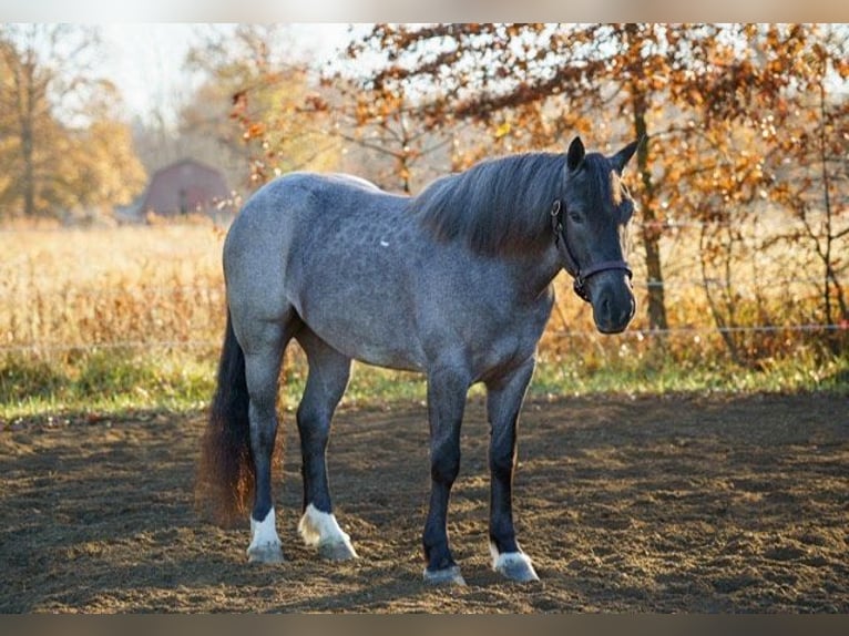 Caballo cuarto de milla Yegua 4 años Ruano azulado in BRistolville OH