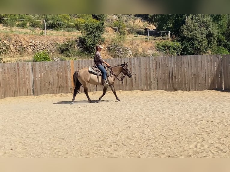 Caballo cuarto de milla Yegua 5 años 142 cm Grullo in Montgaillard