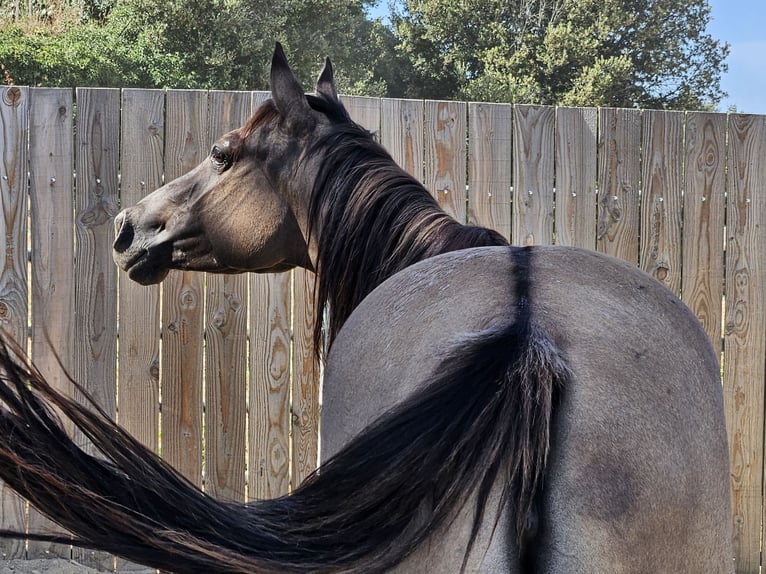 Caballo cuarto de milla Yegua 5 años 142 cm Grullo in Montgaillard