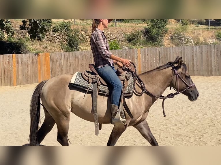 Caballo cuarto de milla Yegua 5 años 142 cm Grullo in Montgaillard