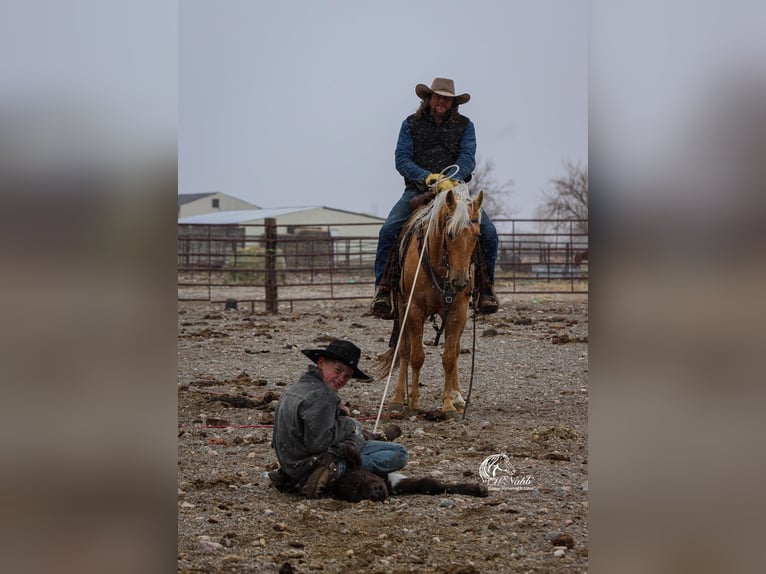 Caballo cuarto de milla Yegua 5 años 142 cm Palomino in Cody, WY
