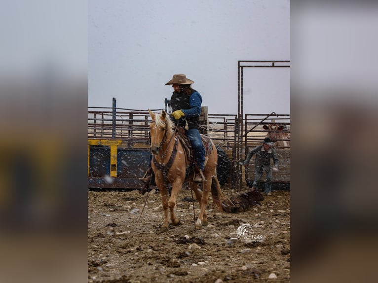 Caballo cuarto de milla Yegua 5 años 142 cm Palomino in Cody, WY