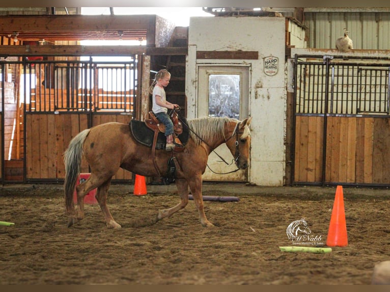 Caballo cuarto de milla Yegua 5 años 142 cm Palomino in Cody, WY
