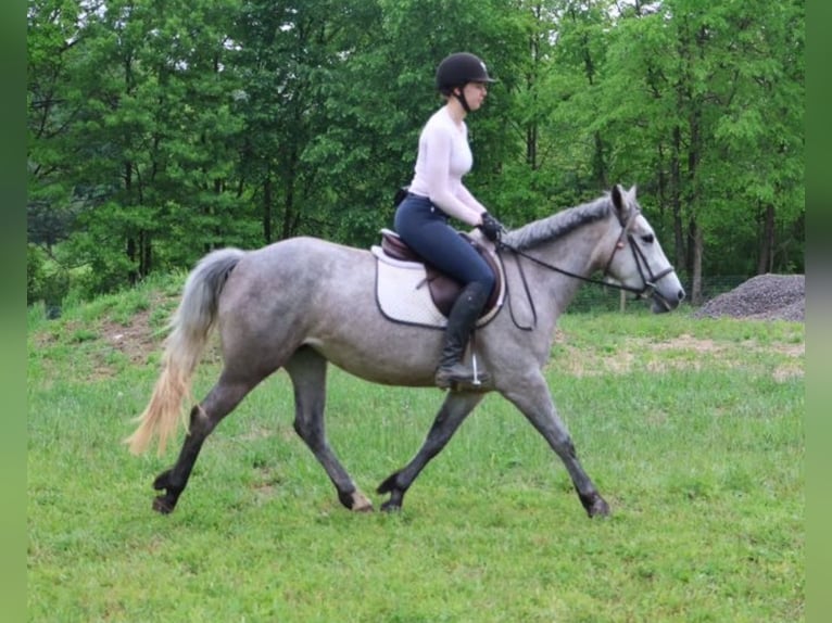 Caballo cuarto de milla Mestizo Yegua 5 años 142 cm Tordo rodado in Howell, MI