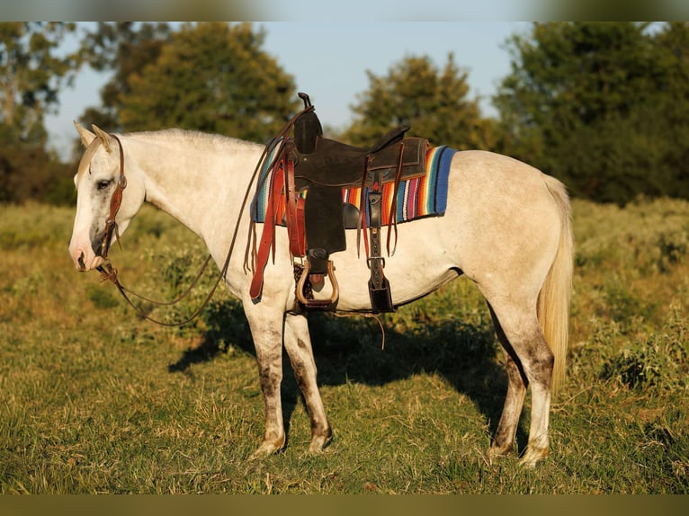 Caballo cuarto de milla Yegua 5 años 142 cm Tordo rodado in Quitman AR