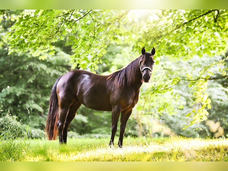 Caballo cuarto de milla Yegua 5 años 143 cm Castaño in D&#xFC;sseldorf