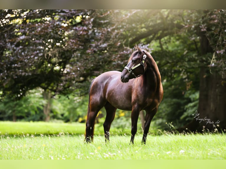 Caballo cuarto de milla Yegua 5 años 143 cm Castaño in D&#xFC;sseldorf