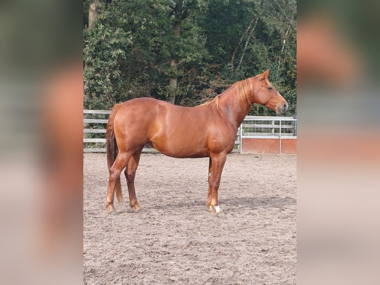 Caballo cuarto de milla Yegua 5 años 145 cm Alazán in Oldeberkoop