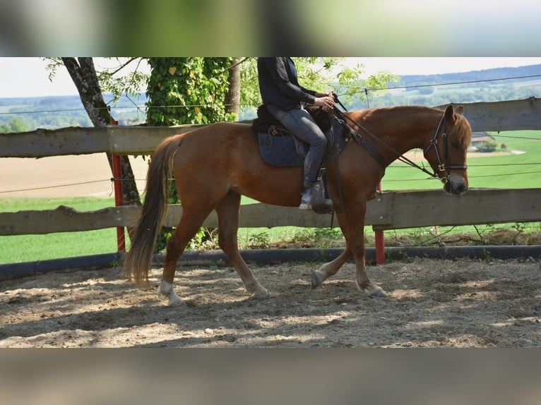 Caballo cuarto de milla Yegua 5 años 145 cm Alazán in Landau an der Isar