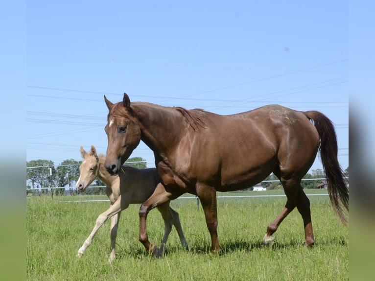 Caballo cuarto de milla Yegua 5 años 145 cm Alazán-tostado in Burgkichen