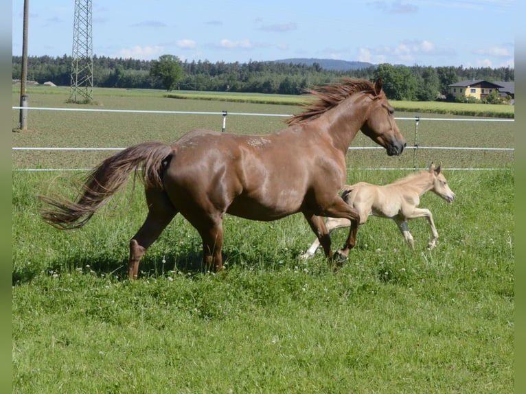 Caballo cuarto de milla Yegua 5 años 145 cm Alazán-tostado in Burgkichen