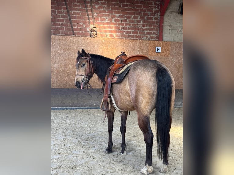 Caballo cuarto de milla Yegua 5 años 145 cm Buckskin/Bayo in Sachsenhagen