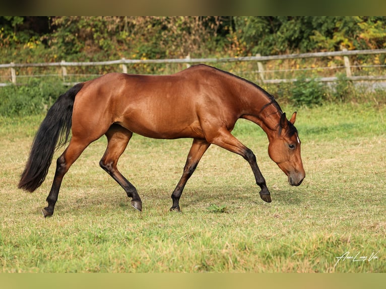 Caballo cuarto de milla Yegua 5 años 145 cm Castaño in Lüdinghausen