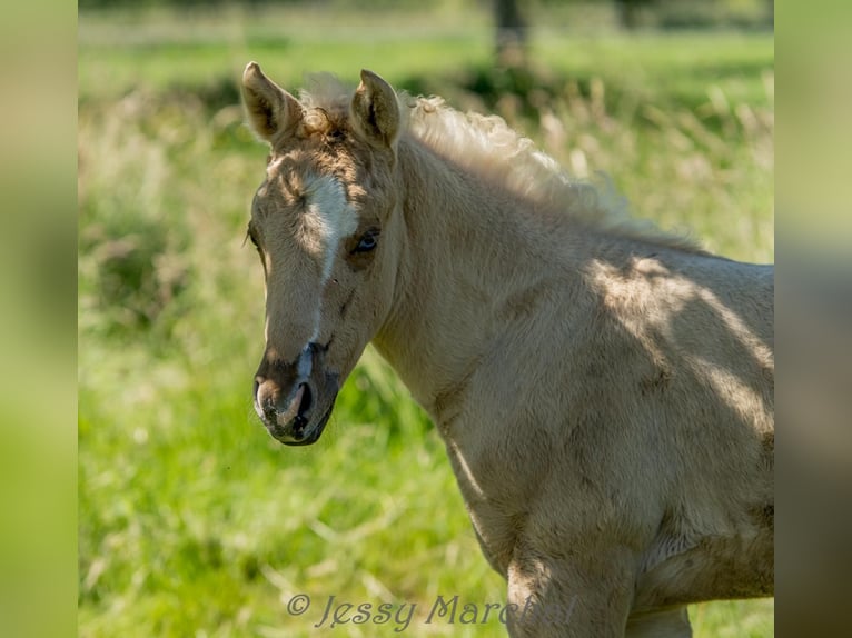 Caballo cuarto de milla Yegua 5 años 145 cm Palomino in Bad Laer