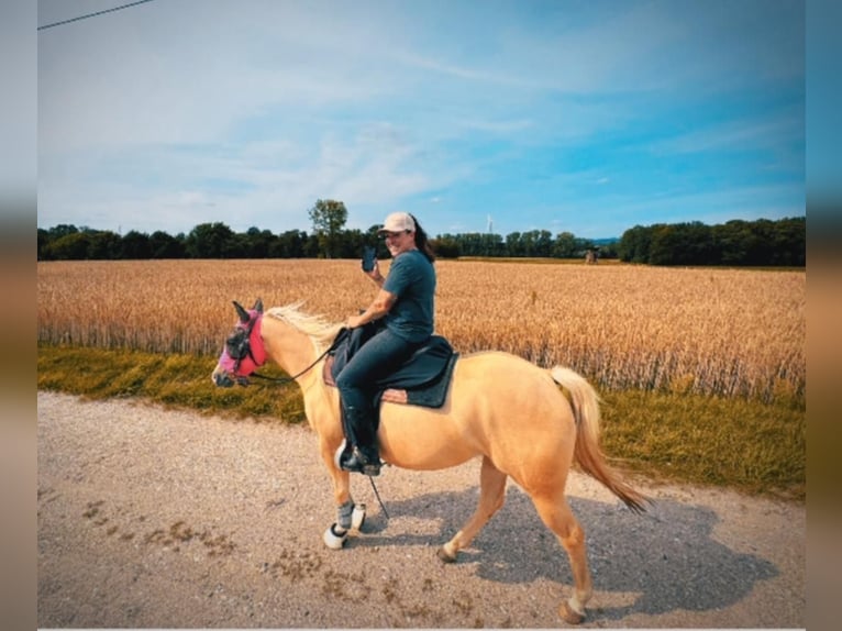 Caballo cuarto de milla Yegua 5 años 145 cm Palomino in Bad Laer