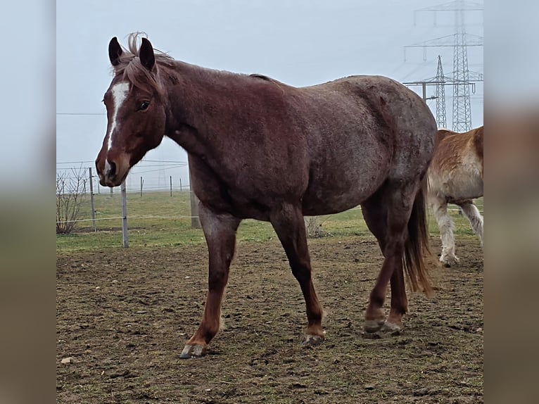 Caballo cuarto de milla Yegua 5 años 145 cm Ruano alazán in Buggingen