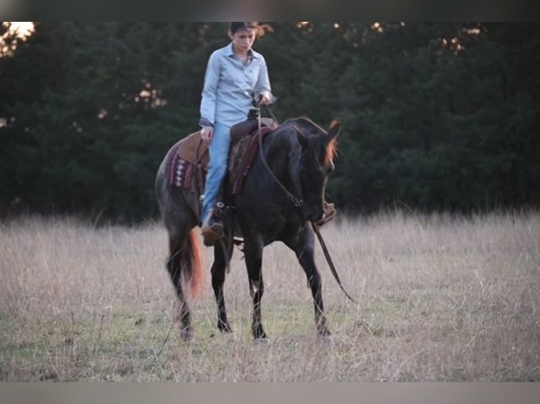 Caballo cuarto de milla Yegua 5 años 145 cm Ruano azulado in Ripley