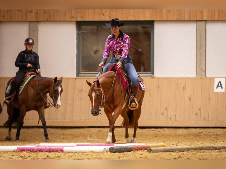 Caballo cuarto de milla Yegua 5 años 146 cm Alazán in Haiming