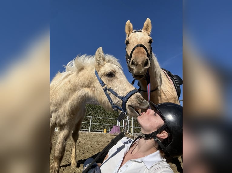 Caballo cuarto de milla Yegua 5 años 147 cm Palomino in Boccaleone