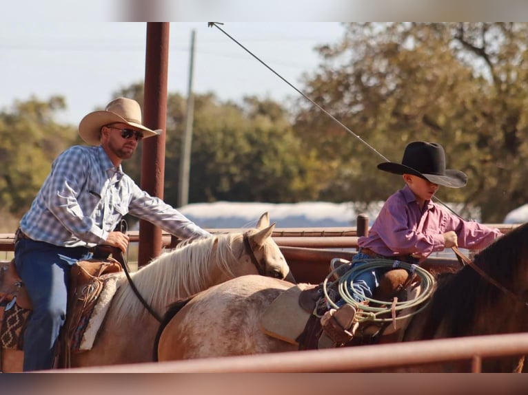 Caballo cuarto de milla Yegua 5 años 147 cm Palomino in Stephenville, TX