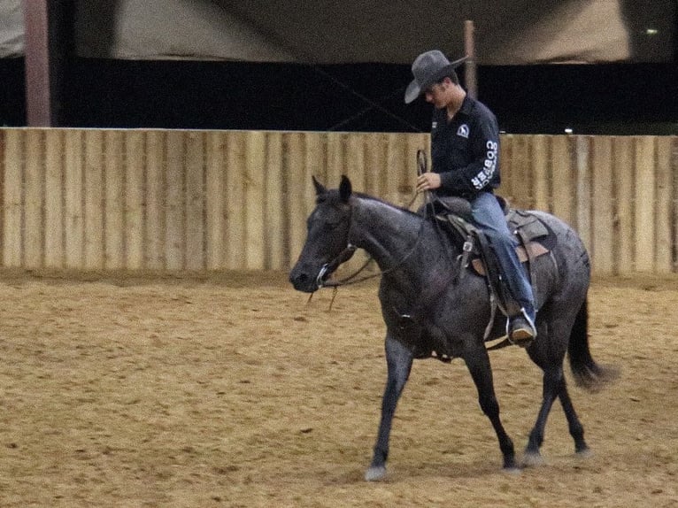 Caballo cuarto de milla Yegua 5 años 147 cm Ruano azulado in Marietta