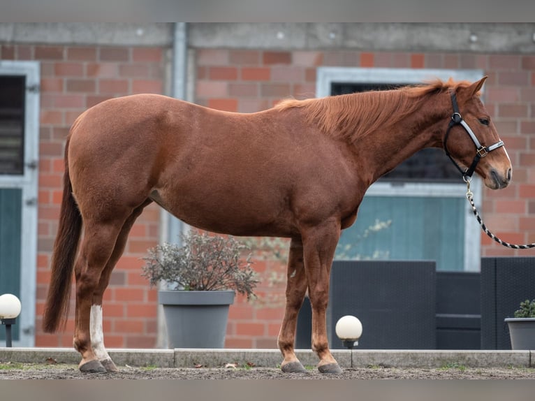 Caballo cuarto de milla Yegua 5 años 148 cm Alazán in Bedburg-Hau