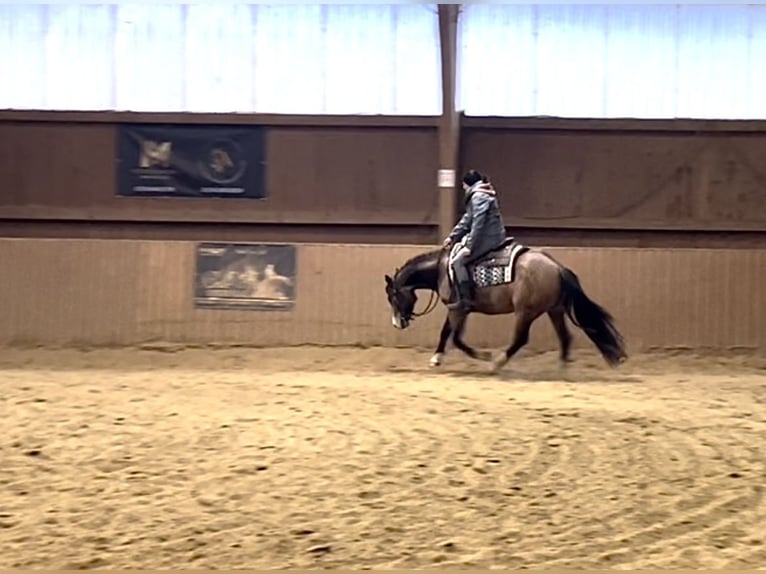 Caballo cuarto de milla Yegua 5 años 148 cm Buckskin/Bayo in Ulrichstein