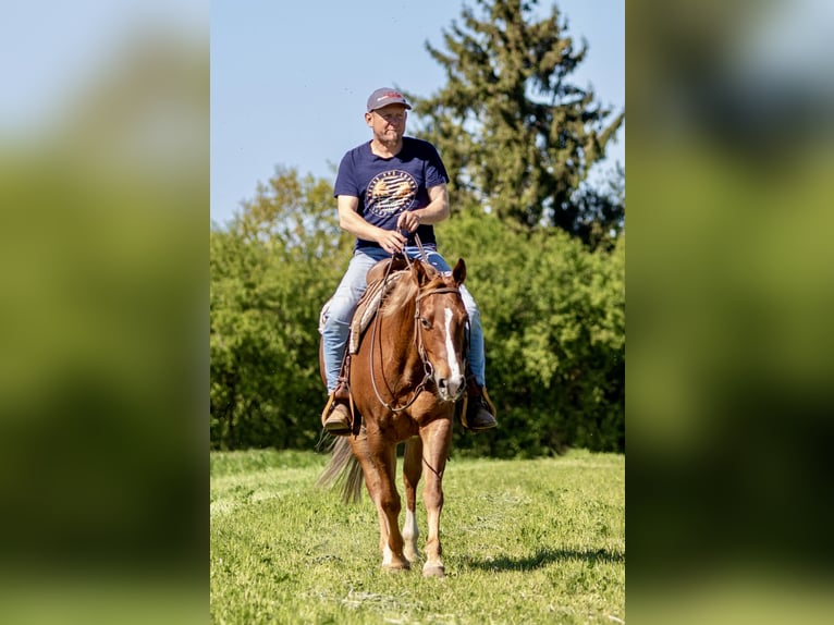 Caballo cuarto de milla Yegua 5 años 149 cm Alazán in Ehingen