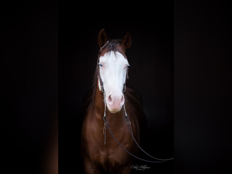 Caballo cuarto de milla Yegua 5 años 149 cm Alazán-tostado in K&#xFC;rten