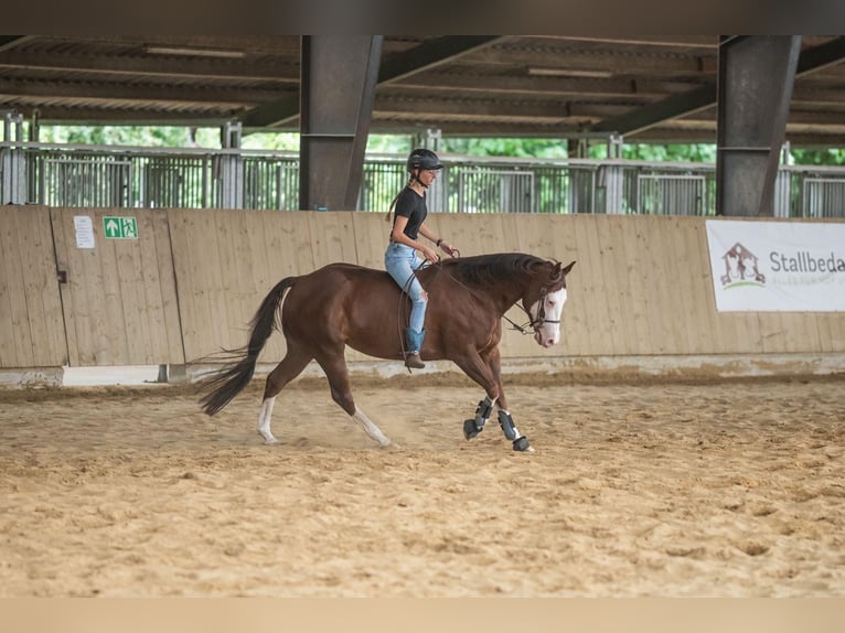 Caballo cuarto de milla Yegua 5 años 149 cm Alazán-tostado in K&#xFC;rten
