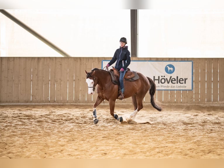 Caballo cuarto de milla Yegua 5 años 149 cm Alazán-tostado in K&#xFC;rten