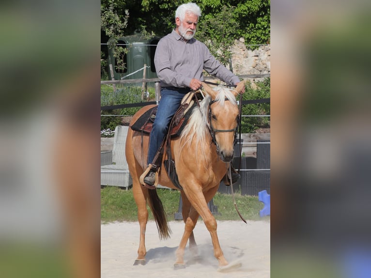 Caballo cuarto de milla Yegua 5 años 149 cm Palomino in M&#xFC;glitztal
