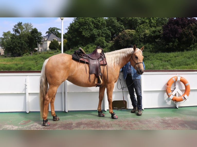 Caballo cuarto de milla Yegua 5 años 149 cm Palomino in M&#xFC;glitztal