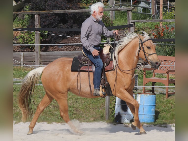 Caballo cuarto de milla Yegua 5 años 149 cm Palomino in M&#xFC;glitztal